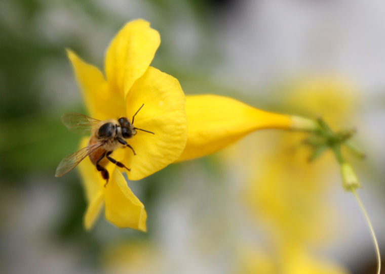Wild Art - Gardening